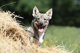 VASGOTASPETS 027